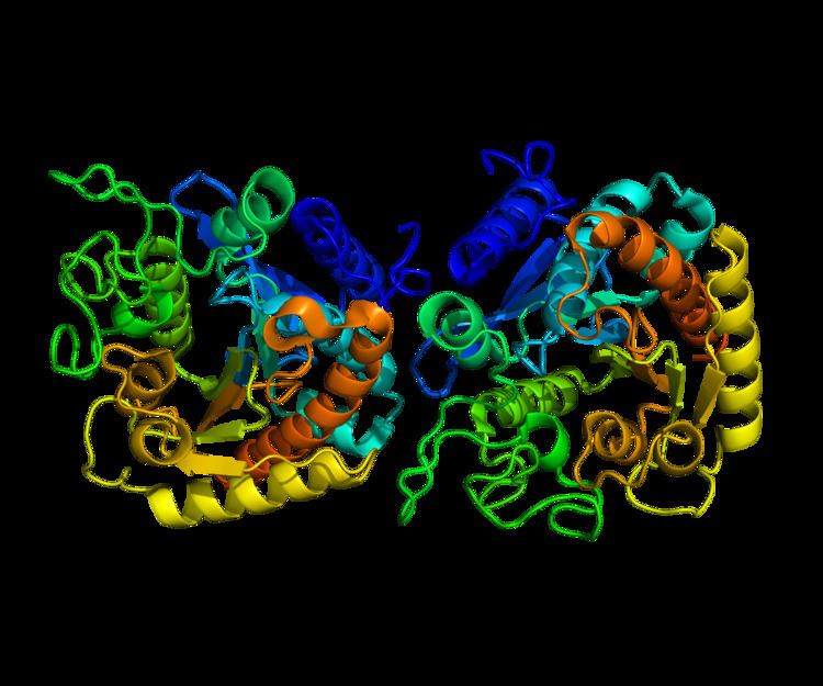 Carboxypeptidase A1