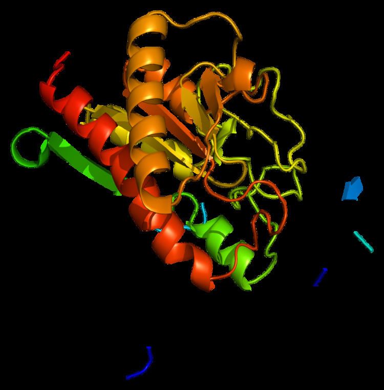 Carboxypeptidase A2