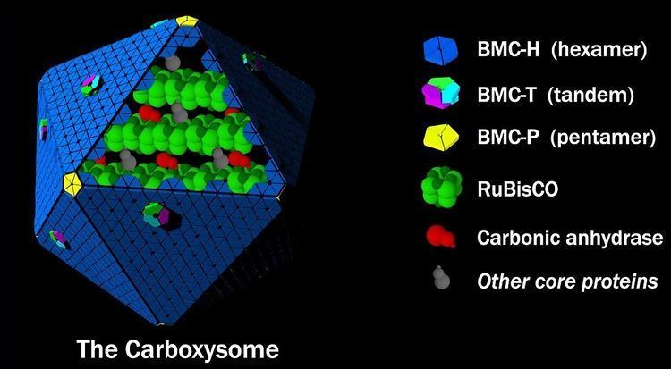 Carboxysome