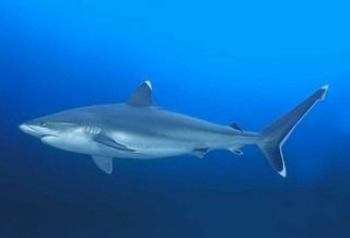 Carcharhinus Carcharhinus albimarginatus Silvertip Shark Discover Life
