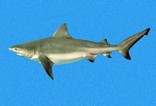 Carcharhinus Carcharhinus leucas Bull Shark Discover Life