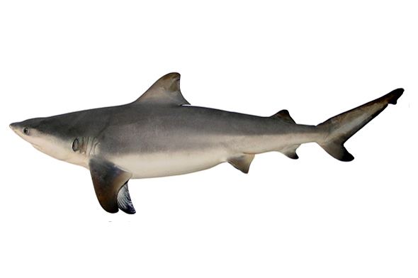 Carcharhinus Carcharhinus leucas