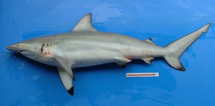 Carcharhinus Graceful shark Wikipedia