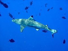 Carcharhinus httpsuploadwikimediaorgwikipediacommonsthu