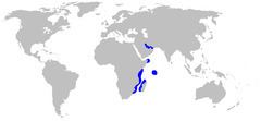 Carcharhinus humani httpsuploadwikimediaorgwikipediacommonsthu