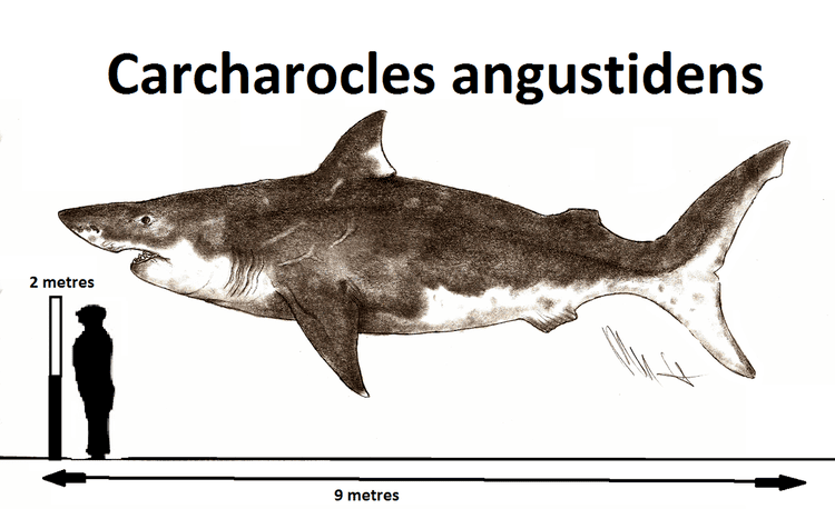 Carcharocles angustidens Carcharocles angustidens by Teratophoneus on DeviantArt