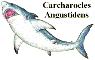 Carcharocles angustidens Wild Child39s World Dinosaurs Carcharocles Angustidens