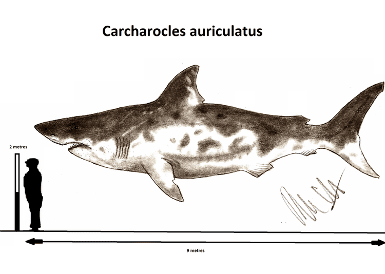 Carcharocles auriculatus Carcharocles auriculatus by Teratophoneus on DeviantArt