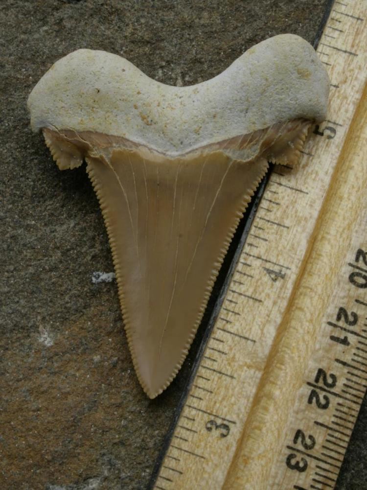 Carcharocles auriculatus Carcharocles Auriculatus Shark Tooth