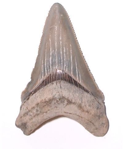 Carcharocles chubutensis Carcharocles Chubutensis shark fossils from the Miocene epoch Page 1