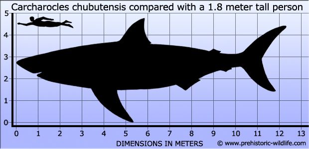Carcharocles chubutensis Carcharocles chubutensis