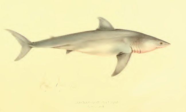 Carcharodon Carcharodon carcharias SharkReferences