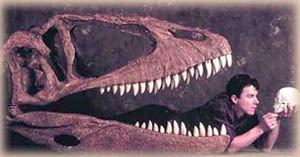 Carcharodontosauridae Palaeos Vertebrates Theropoda Avetheropoda Carcharodontosauridae