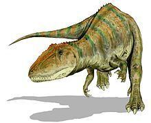 Carcharodontosaurus httpsuploadwikimediaorgwikipediacommonsthu