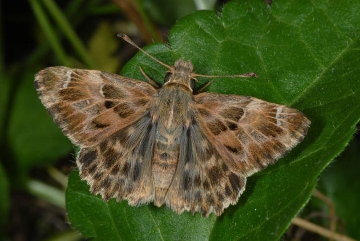 Carcharodus European Lepidoptera and their ecology Carcharodus alceae