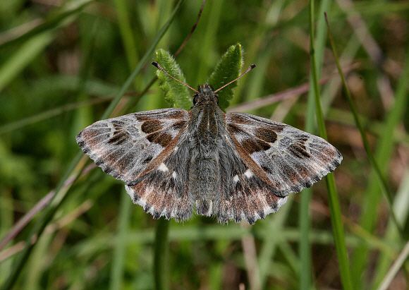 Carcharodus Butterflies of Europe Carcharodus flocciferus