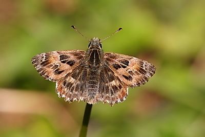 Carcharodus Carcharodus alceae