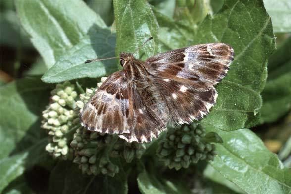 Carcharodus European Lepidoptera and their ecology Carcharodus flocciferus