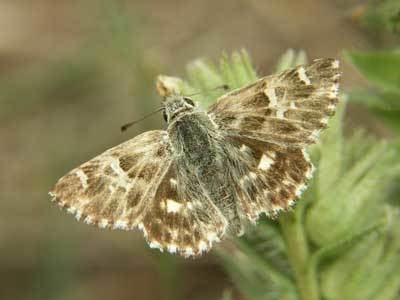 Carcharodus Carcharodus stauderi on euroButterflies by Matt Rowlings