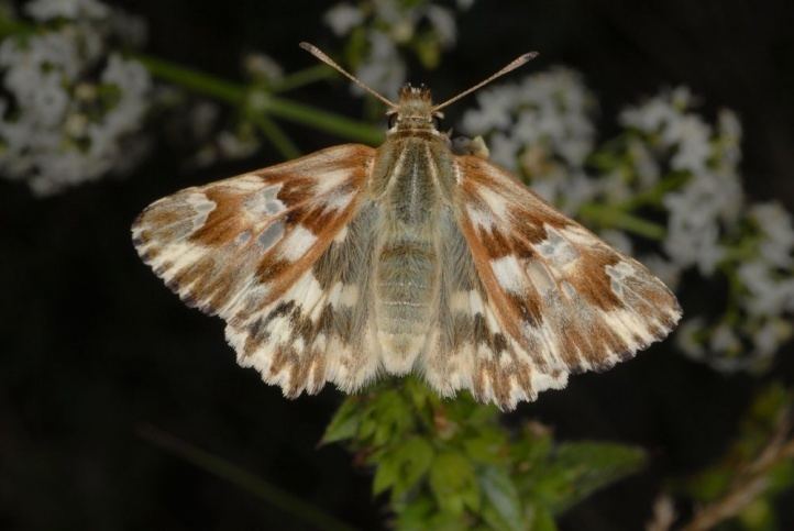 Carcharodus lavatherae European Lepidoptera and their ecology Carcharodus lavatherae