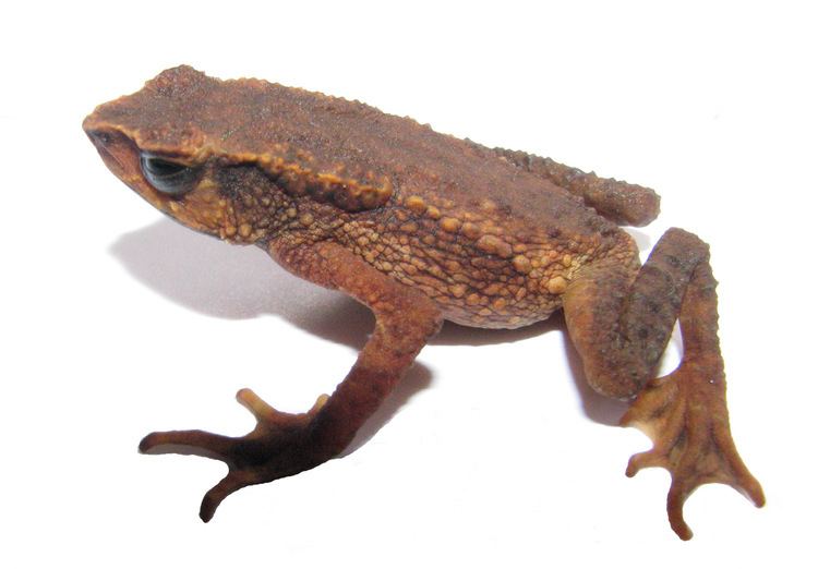 Carchi Andes toad zoologiapuceeduecvertebradosRecursosimagenA