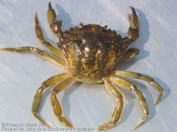 Carcinus European green crab Carcinus maenas gt Aquatic Biodiversity