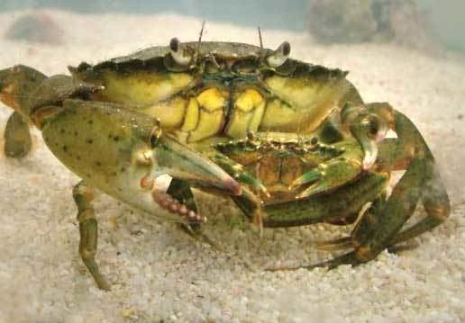 Carcinus maenas Crab Carcinus