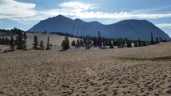 Carcross Desert Carcross Desert Picture of Carcross Desert Carcross TripAdvisor