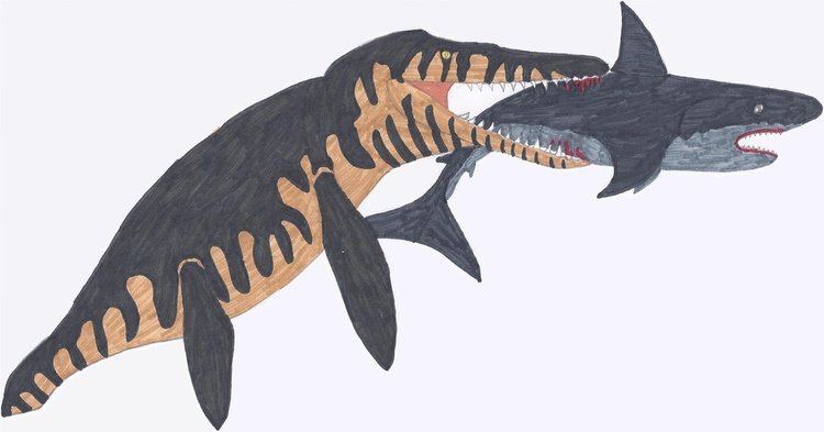 Cardabiodon Shark Week is over by RickRaptor105 on DeviantArt