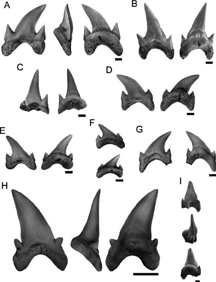 Cardabiodon Archaeolamna and Cardabiodon teeth from the Watino Figure 9 of 14