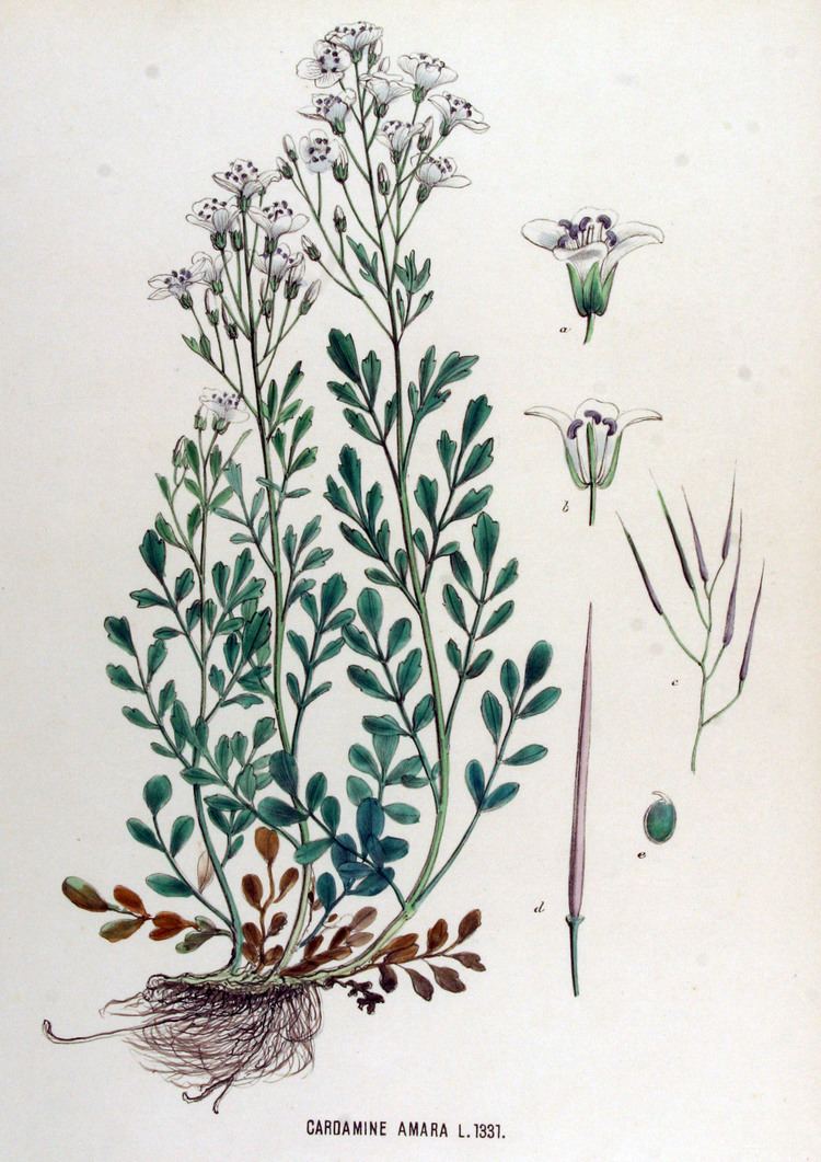 Cardamine amara FileCardamine amara Flora Batava Volume v17jpg Wikimedia Commons