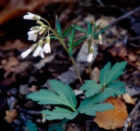 Cardamine angustata Digital Atlas of the Virginia Flora Cardamine angustata O E Schulz