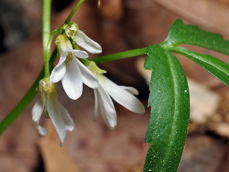 Cardamine angustata 110506122725jpg