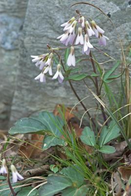 Cardamine angustata vaplantatlasorgimgplantsoriginalsCardaminean