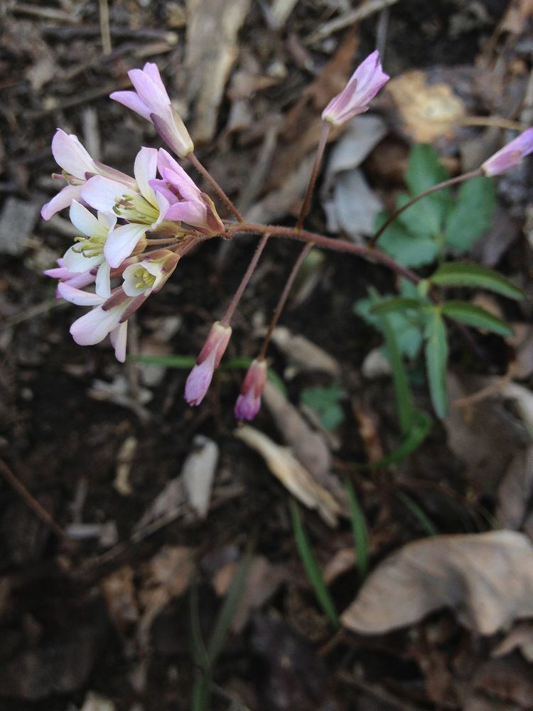 Cardamine angustata Cardamine angustata Wikipedia