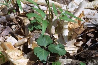 Cardamine angustata Cardamine angustata Slender toothwort Discover Life