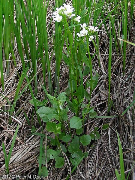 Cardamine bulbosa Cardamine bulbosa Spring Cress Minnesota Wildflowers