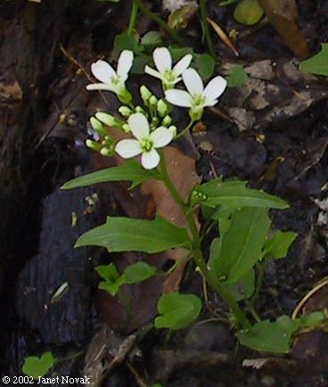 Cardamine bulbosa Cardamine bulbosa