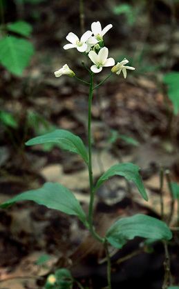 Cardamine bulbosa Cardamine bulbosa