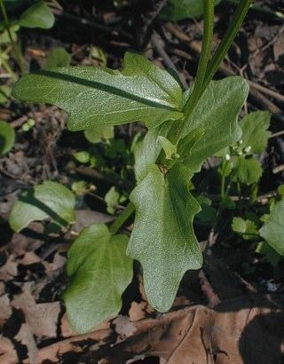 Cardamine bulbosa wwwillinoiswildflowersinfowoodlandphotosspcr