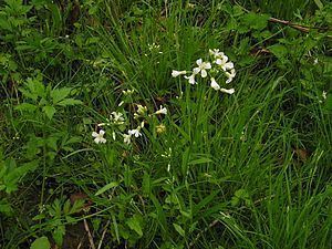 Cardamine bulbosa Cardamine bulbosa Wikibooks open books for an open world