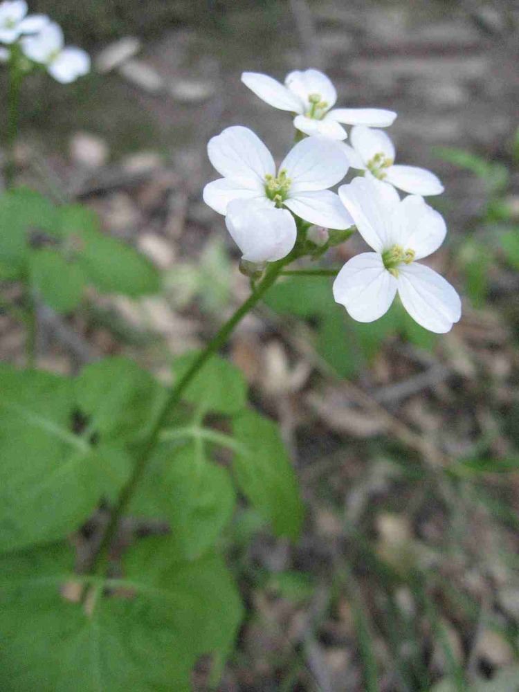 Cardamine californica Plant of the Month