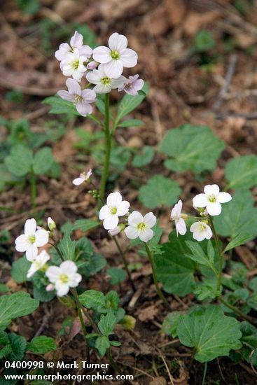 Cardamine californica Cardamine californica var integrifolia coast toothwort