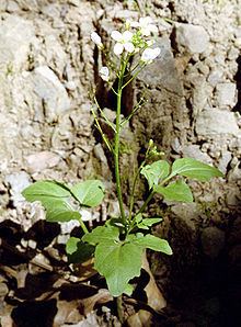 Cardamine californica httpsuploadwikimediaorgwikipediacommonsthu