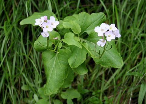 Cardamine californica Milkmaids Cardamine californica