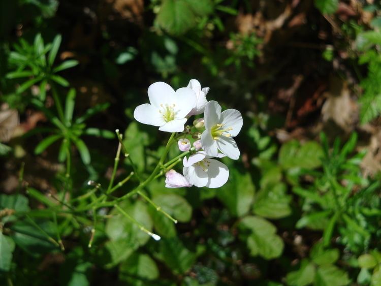 Cardamine californica Wildflower of the Week Cardamine californica Xasuan Today