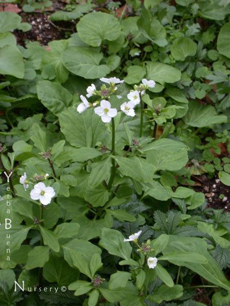 Cardamine californica Cardamine californica Yerba Buena Nursery Specializing in