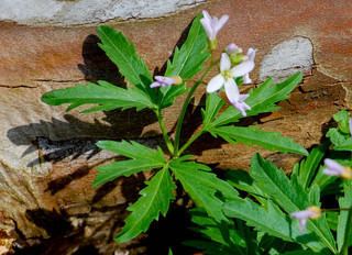 Cardamine concatenata Cardamine concatenata Cutleaved Bittercress Discover Life