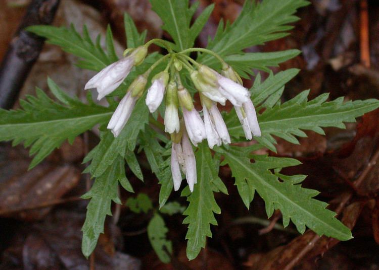 Cardamine concatenata Cardamine concatenata cutleaved toothwort Go Botany