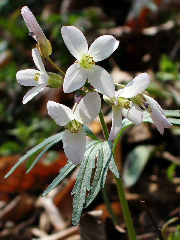 Cardamine concatenata Cardamine concatenata Cutleaved Bittercress Discover Life